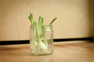 How to Grow Never-Ending Green Onions